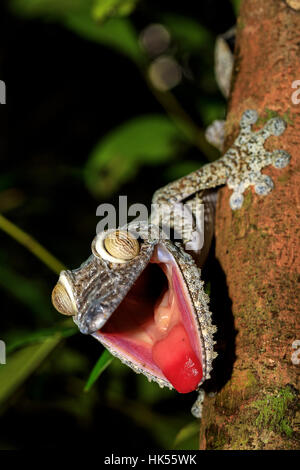 Giant Leaf-tail Gecko, Uroplatus fimbriatus, Nosy Mangabe park reserve, Madagascar. Gecko with opened mouth showing his red tongue as defense against  Stock Photo