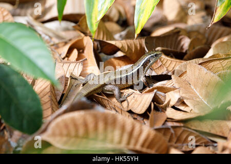 madagascar lizard mangabe nosy girdled madagascariensis