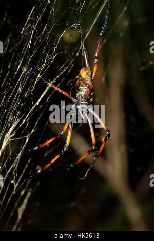 Golden silk orb-weaver, Giant spider nephila on web. Nosy Mangabe, Toamasina province, Madagascar wildlife and wilderness Stock Photo