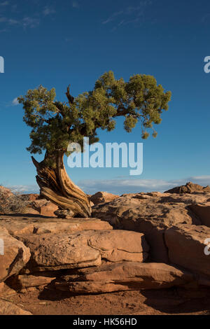 Sunshine hits a solitary, old, twisted juniper tree against a blue sky at Dead Horse State Park in southern Utah Stock Photo