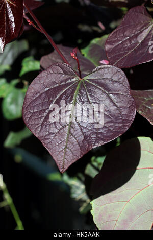 Cercis canadensis  or also known as Forest Pansy leaves Stock Photo