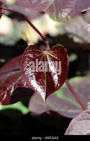 Cercis canadensis  or also known as Forest Pansy leaves Stock Photo