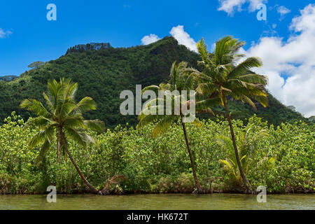 Coconut palms on lush coast, Raiatea, French Polynesia Stock Photo