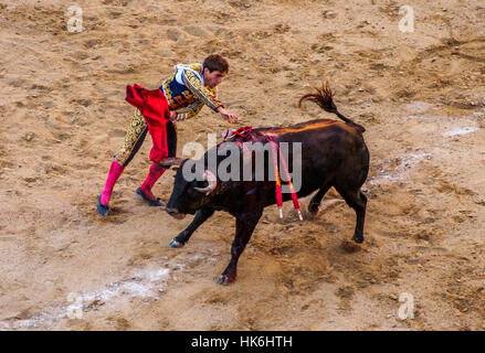 Bull in bullfight arena with spears in its body Stock Photo - Alamy