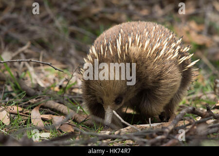 Tasmanian Short-beaked Echidna (Tachyglossus aculeatus setosus) Stock Photo