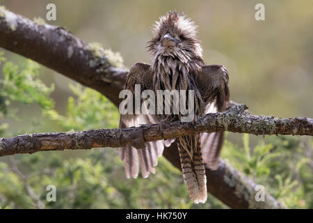 Laughing Kookaburra (Dacelo novaeguineae) drying its wet feathers after a bath Stock Photo