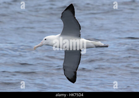 Southern Royal Albatross (Diomedea epomophora) in flight Stock Photo