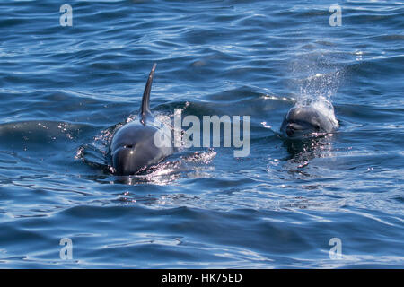 pair of oceanic form of Common Bottlenose Dolphin (Tursiops truncatus)
