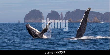 mother (flipper waving) & calf (breaching) Humpback Whales (Megaptera novaeangliae) in front of dramatic coastal scenery Stock Photo