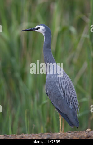 White-faced Heron (Egretta novaehollandiae) Stock Photo