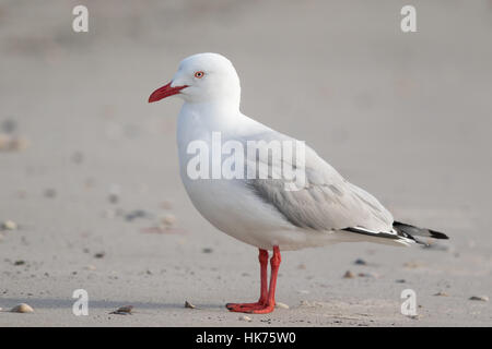 Silver Gull (Larus novaehollandiae) on a sandy beach Stock Photo
