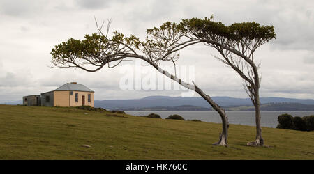old penal colony building behind a couple of windswept trees on Maria Island, Tasmania Stock Photo