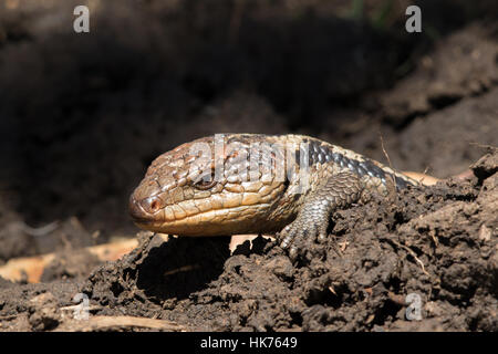 Southern Blue-tongue (Tiliqua nigrolutea) Stock Photo