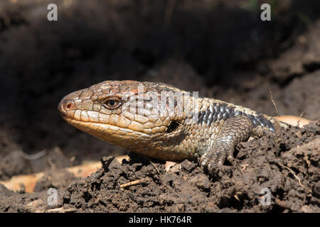 Southern Blue-tongue (Tiliqua nigrolutea) Stock Photo