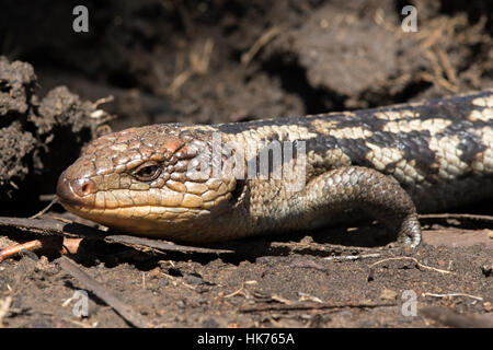 Southern Blue-tongue (Tiliqua nigrolutea) Stock Photo