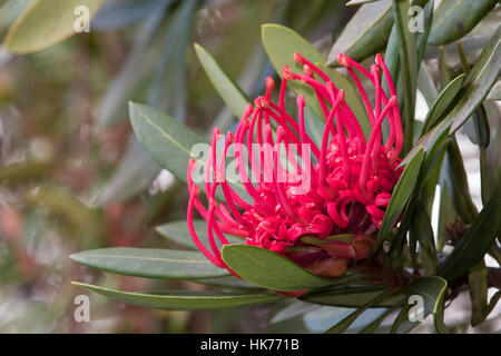 Tasmanian Waratah (Telopea truncata) flowers Stock Photo - Alamy