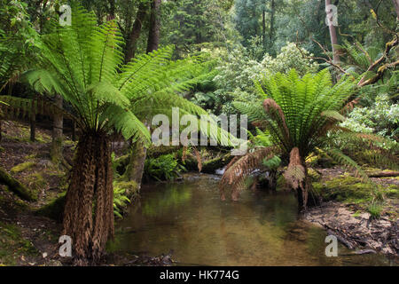 Tree Ferns (Dicksonia antarctica) surrounding a pond in a temperate rainforest in Mount Field National Park, Tasmania Stock Photo