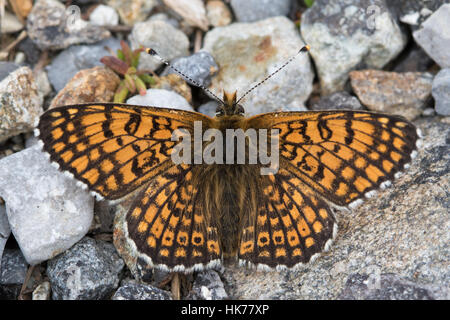 Glanville Fritillary (Melitaea cinxia) butterfly resting on gravel Stock Photo