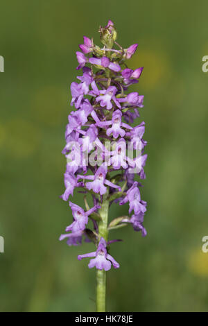 Fragrant Orchid (Gymnadenia conopsea) Stock Photo