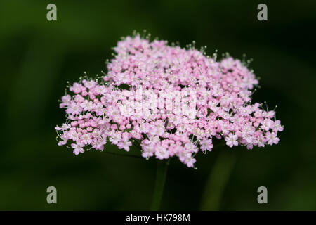 Greater Burnet Saxifrage (Pimpinella major) Stock Photo