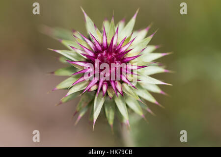 unopened Musk Thistle (Carduus nutans) flower Stock Photo