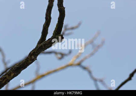 A Streak of Sunlight Silhouette Dry tree with blue sky Stock Photo - Alamy