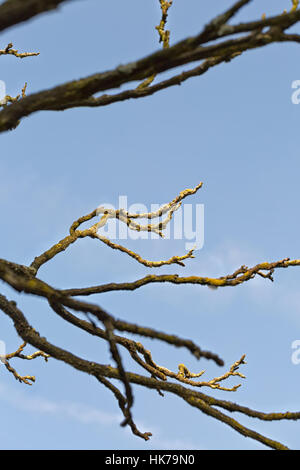 A Streak of Sunlight Silhouette Dry tree with blue sky, with a vintage ...
