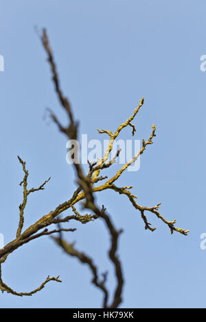 A Streak of Sunlight Silhouette Dry tree with blue sky, with a vintage ...