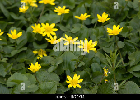 Lesser Celandine (Ranunculus ficaria) flowers Stock Photo