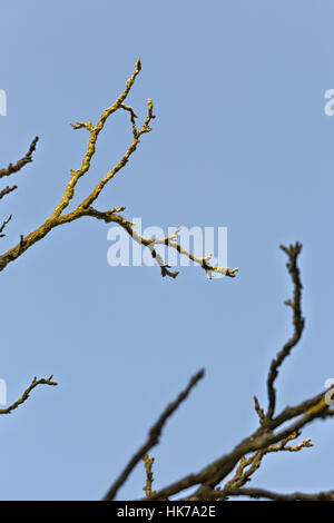 A Streak of Sunlight Silhouette Dry tree with blue sky, with a vintage ...