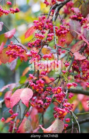 Euonymus europaeus 'Red Cascade' in Autumn. Stock Photo