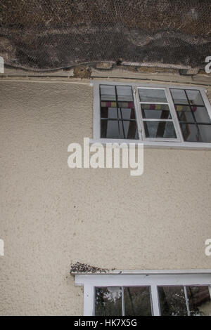 accumulation of droppings on window sill below next of House Martin Stock Photo