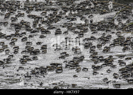 Atlantic mud Fiddler Crabs at Cape May, East Coast USA Stock Photo