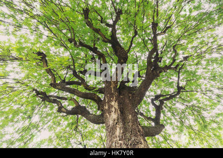 Up looking on big tamarind tree having wide expansion branches and fresh green leaves surround on top with bright sky as background. Stock Photo