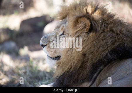 africa, zebras, giraffes, lion in the lion and chitaah park in harare in Stock Photo