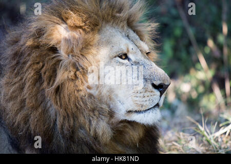 africa, zebras, giraffes, lion in the lion and chitaah park in harare in Stock Photo