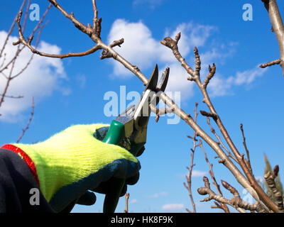 garden, flower, plant, cut, blade, equipment, backdrop, background, care, fall, Stock Photo