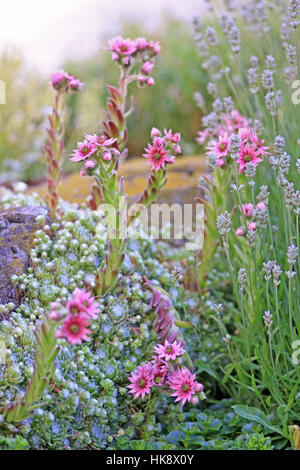 lavender, rockery, blue, shine, shines, bright, lucent, light, serene, Stock Photo