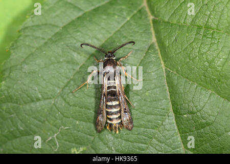Raspberry Clearwing (Pennisetia hylaeiformis), a black-and-yellow wasp-mimic moth, perched on a green leaf Stock Photo