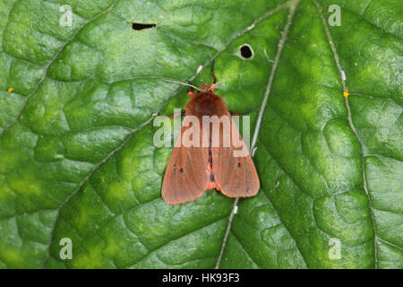 Ruby Tiger (Phragmatobia fuliginosa), a scarlet moth, perched on a green leaf in a suburban garden Stock Photo