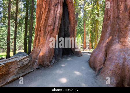 Sequoia trees in Sequoia National Park, California