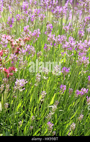 lavender and houseleek in rockery Stock Photo