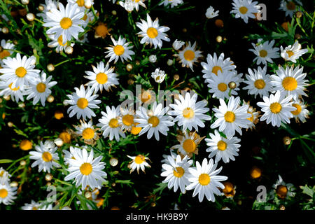 White daisy field Stock Photo