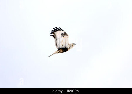 Buteo lagopus, Rough-legged Buzzard in profile flying against white sky in winter. The large hawk is protected, endangered in Finland. Stock Photo
