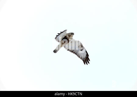 Buteo lagopus, Rough-legged Buzzard  flying against sky in winter. The large hawk is protected, endangered in Finland. Stock Photo