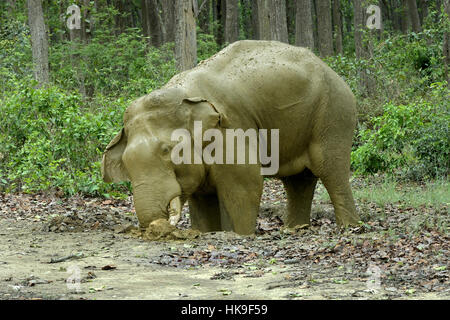 Bull elephant,dips in mud at puddle on the forest tracks,Elephas maximus indicus, Corbett N.P, Ramnagar,Uttarkhand,India- May Stock Photo