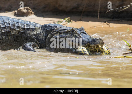 Paraguayan Caiman (Caiman yacare) adult, killing Yellow Anaconda (Eunectes notaeus) prey, Three Brothers River, Mato Grosso, Brazil, September Stock Photo