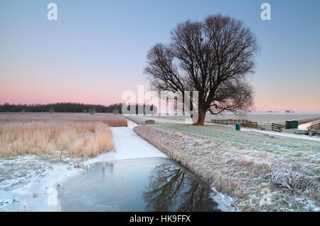 winter on Dutch countryside with tree and canal Stock Photo