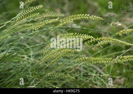 Crested dog's-tail grass, Cynosurus cristatus, flowering with other grasses, June Stock Photo