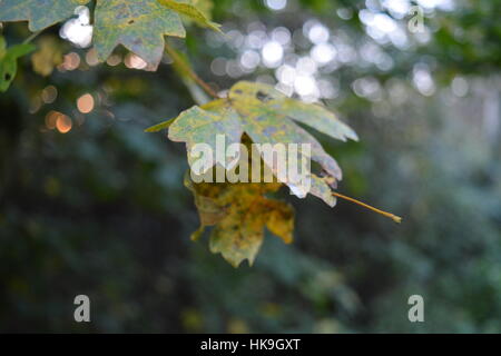 Maple leaf, Cornwall, England Stock Photo